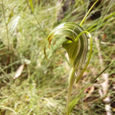 Diplodium decurvum (Summer greenhood) at Cotter River, ACT - 11 Feb 2023 by Venture