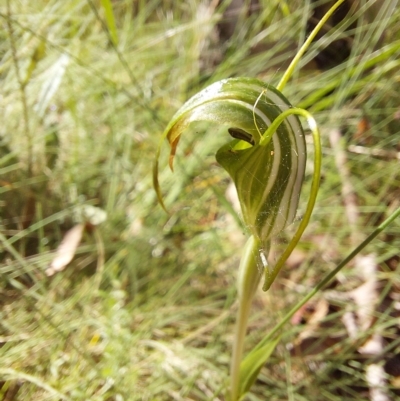 Diplodium decurvum (Summer greenhood) at Namadgi National Park - 11 Feb 2023 by Venture