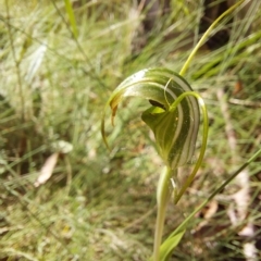 Diplodium decurvum at Cotter River, ACT - 11 Feb 2023