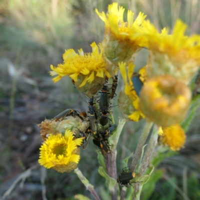 Chauliognathus lugubris (Plague Soldier Beetle) at Brindabella, NSW - 11 Feb 2023 by jmcleod