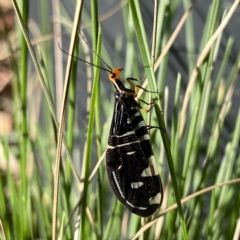 Porismus strigatus (Pied Lacewing) at QPRC LGA - 18 Feb 2023 by Wandiyali