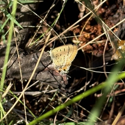 Jalmenus ictinus (Stencilled Hairstreak) at Molonglo Valley, ACT - 19 Feb 2023 by KMcCue