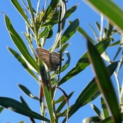 Jalmenus ictinus at Molonglo Valley, ACT - 19 Feb 2023