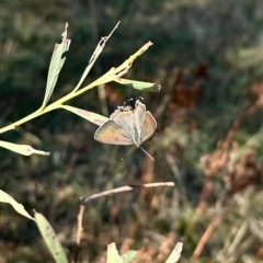 Jalmenus ictinus (Stencilled Hairstreak) at Molonglo Valley, ACT - 19 Feb 2023 by KMcCue