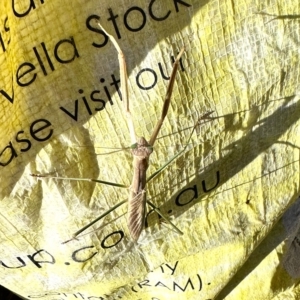 Tenodera australasiae at Molonglo Valley, ACT - 19 Feb 2023