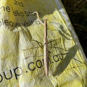 Tenodera australasiae at Molonglo Valley, ACT - 19 Feb 2023 09:51 AM