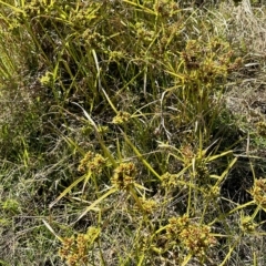 Cyperus eragrostis (Umbrella Sedge) at Aranda Bushland - 18 Feb 2023 by KMcCue