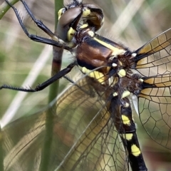 Synthemis eustalacta (Swamp Tigertail) at Namadgi National Park - 4 Jan 2023 by AJB