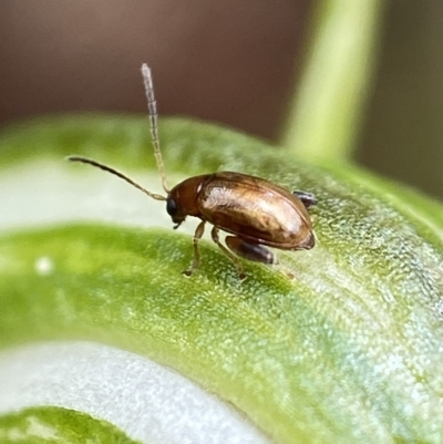 Alticini (tribe) (Unidentified flea beetle) at Namadgi National Park - 5 Jan 2023 by AJB