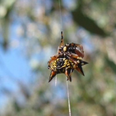 Austracantha minax (Christmas Spider, Jewel Spider) at Lake Burley Griffin West - 18 Feb 2023 by dwise