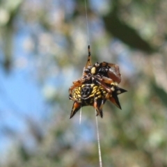 Austracantha minax (Christmas Spider, Jewel Spider) at Lake Burley Griffin West - 18 Feb 2023 by dwise