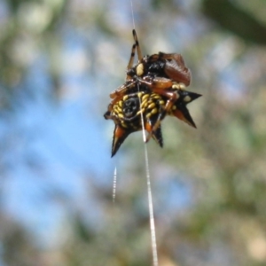 Austracantha minax at Molonglo Valley, ACT - 19 Feb 2023 10:52 AM