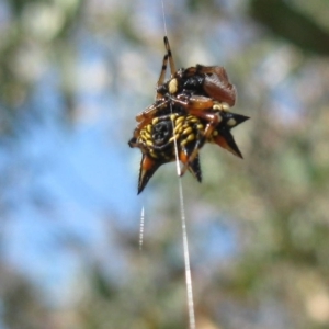Austracantha minax at Molonglo Valley, ACT - 19 Feb 2023