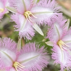 Thysanotus tuberosus (Common Fringe-lily) at Paddys River, ACT - 5 Jan 2023 by AJB