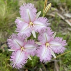 Thysanotus tuberosus at Paddys River, ACT - 5 Jan 2023