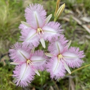 Thysanotus tuberosus at Paddys River, ACT - 5 Jan 2023