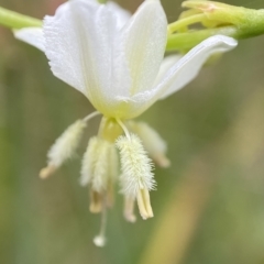 Arthropodium milleflorum (Vanilla Lily) at Paddys River, ACT - 5 Jan 2023 by AJB