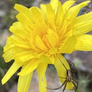 Microseris lanceolata at Cotter River, ACT - suppressed