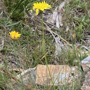 Microseris lanceolata at Cotter River, ACT - suppressed