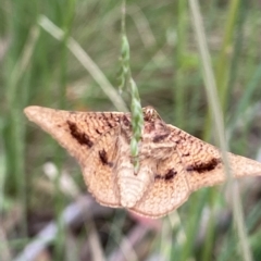 Aglaopus pyrrhata (Leaf Moth) at Cotter River, ACT - 6 Jan 2023 by AJB