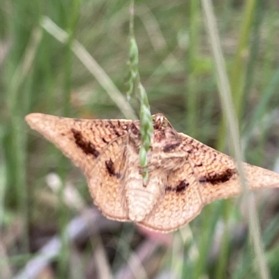 Aglaopus pyrrhata (Leaf Moth) at Namadgi National Park - 6 Jan 2023 by AJB