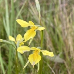 Diuris monticola (Highland Golden Moths) at Namadgi National Park - 4 Jan 2023 by AJB