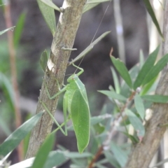 Caedicia simplex (Common Garden Katydid) at Burradoo, NSW - 10 Feb 2023 by GlossyGal
