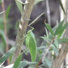 Caedicia simplex (Common Garden Katydid) at Wingecarribee Local Government Area - 10 Feb 2023 by GlossyGal