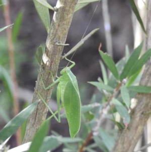 Caedicia simplex at Burradoo, NSW - 10 Feb 2023