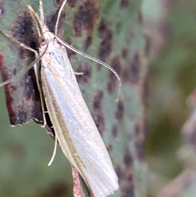 Hednota opulentellus (A Cramdid moth (Crambinae) at Namadgi National Park - 4 Feb 2023 by AJB
