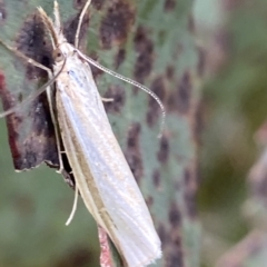 Culladia cuneiferellus (Crambinae moth) at Undefined Area - 4 Feb 2023 by AJB