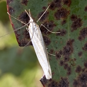 Hednota opulentellus at Namadgi National Park - suppressed