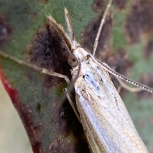 Hednota opulentellus at Namadgi National Park - suppressed