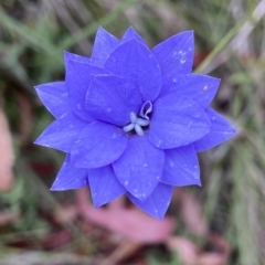 Wahlenbergia sp. (Bluebell) at Namadgi National Park - 4 Feb 2023 by AJB