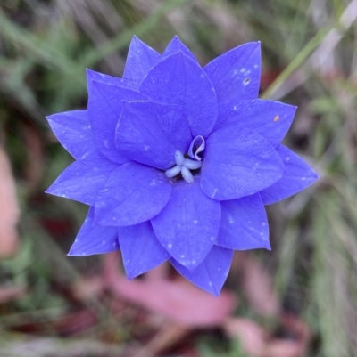 Wahlenbergia sp. (Bluebell) at Namadgi National Park - 4 Feb 2023 by AJB