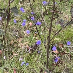 Wahlenbergia sp. at Undefined Area - 4 Feb 2023