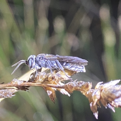 Crabronidae (family) (Sand wasp) at Stromlo, ACT - 11 Feb 2023 by AJB