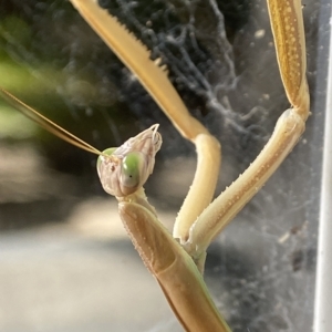 Tenodera australasiae at Holder, ACT - 12 Feb 2023