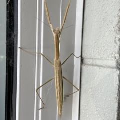 Tenodera australasiae at Holder, ACT - 12 Feb 2023