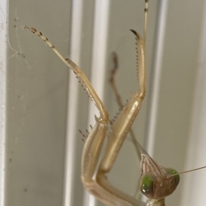 Tenodera australasiae at Holder, ACT - 12 Feb 2023