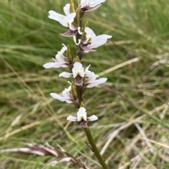 Prasophyllum alpestre (Mauve leek orchid) at Kosciuszko National Park - 16 Feb 2023 by AJB