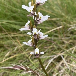 Paraprasophyllum alpestre at Perisher Valley, NSW - suppressed