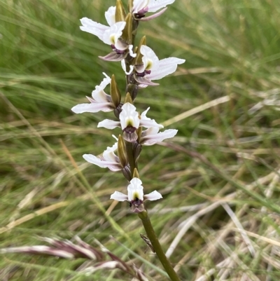 Prasophyllum alpestre (Mauve leek orchid) at Kosciuszko National Park - 16 Feb 2023 by AJB