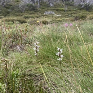 Prasophyllum alpestre at Perisher Valley, NSW - 17 Feb 2023