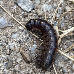 Paradoxosomatidae sp. (family) (Millipede) at Perisher Valley, NSW - 17 Feb 2023 by AJB