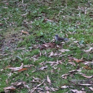 Colluricincla harmonica at Nunniong, VIC - 17 Feb 2023 07:48 PM