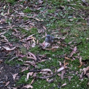 Colluricincla harmonica at Nunniong, VIC - 17 Feb 2023 07:48 PM