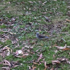 Colluricincla harmonica at Nunniong, VIC - 17 Feb 2023 07:48 PM