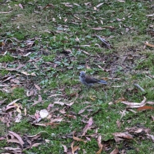 Colluricincla harmonica at Nunniong, VIC - 17 Feb 2023 07:48 PM