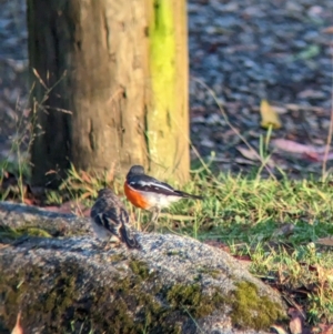Petroica phoenicea at Nunniong, VIC - 18 Feb 2023 07:52 AM